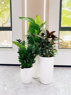 盆景租摆新选择，宁波北仑服务超一流！